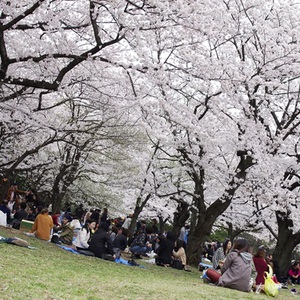 桜の季節！