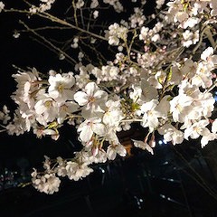 夜桜は綺麗