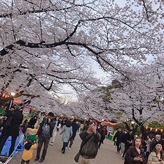 桜の名所巡り