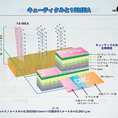 キューティクルの構造