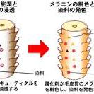 KURAKUお悩み相談Vo l 50～ヘアカラーの染まる仕組みって？？～