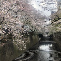 目黒川の並木桜。