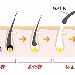 人間の毛も季節で生え変わる！？秋に増える抜け毛対策