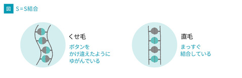 癖毛の仕組み
