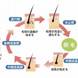 抜け毛の原因と対処法