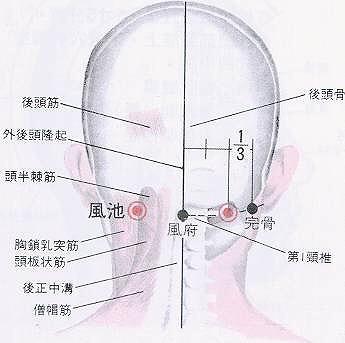 Kurakuのお悩み相談室voｌ 10 頭のツボ編 Blog 笹塚 代田橋 中野区南台にある美容室 髪のお悩み解決no1サロン お客様とkurakuをともに